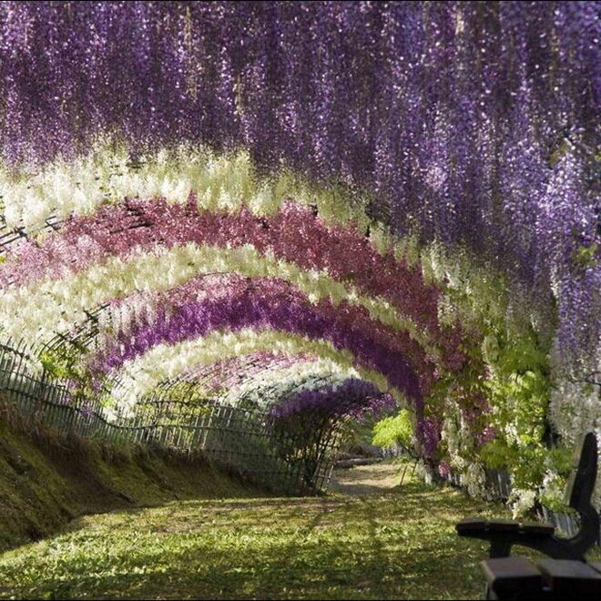 Сад Кавачи Фудзи (Kawachi Fuji Garden). Япония