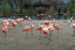 фламинги