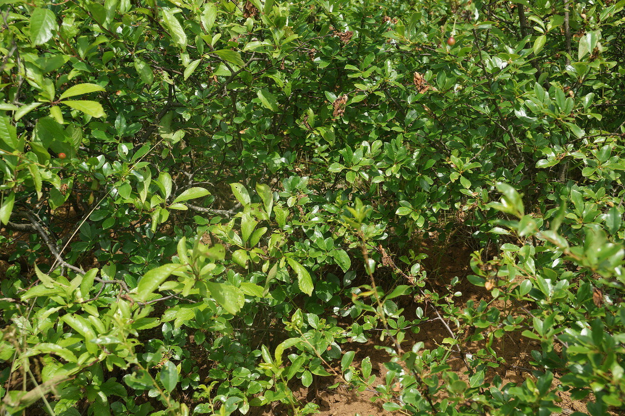 Вишня кустарниковая (Cerasus fruticosa). Автор фото: Привалова Марина