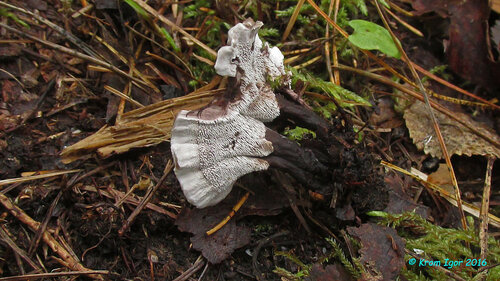 Феллодон чёрно-белый (Phellodon melaleucus). Автор: Кром Игорь
