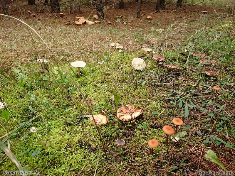 В лес по грибы