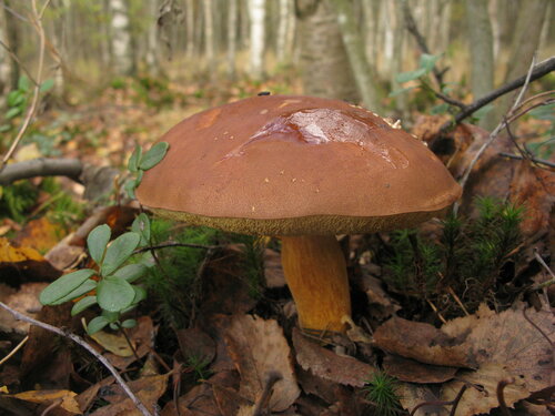 Польский гриб (Imleria badia) Автор фото: Станислав Кривошеев