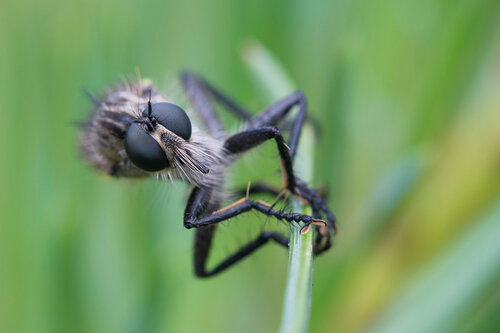 Альбом: Мир под ногами Двукрылые - Diptera Asilidae - Ктыри Автор фото: Владимир Брюхов