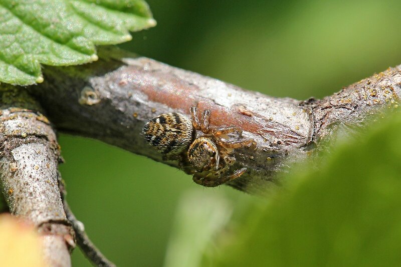паук-скакунчик со спины:  серая шерстка, четыре больших глаза спереди и короткие лапки