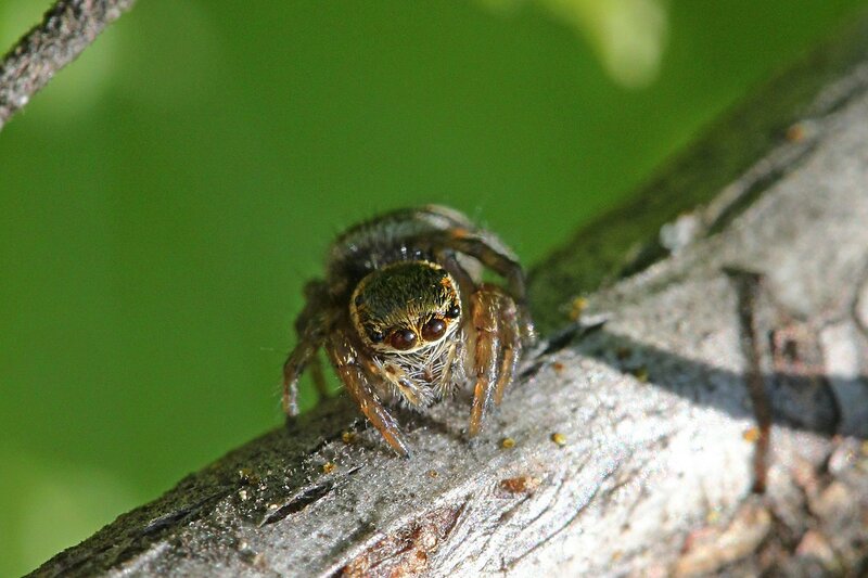 скромный паук - эмоции паука-скакунчика с серой шерсткой, четырьмя большими глазами спереди и короткими лапками