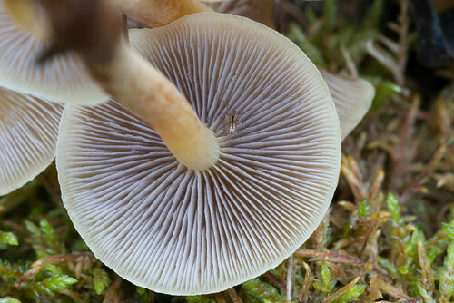Альбом:  Грибы - Fungi Strophariaceae - Строфариевые Автор фото: Владимир Брюхов