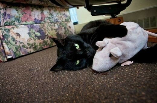 Коты и мягкие игрушки: самые милые фотографии 