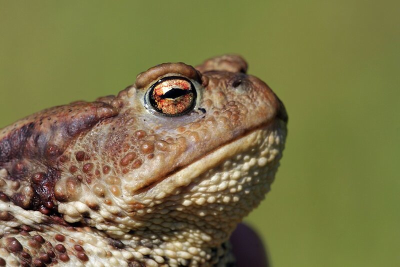 Портрет в профиль надменной жабы: толстая жаба с пупырчатой кожей с бородавками - обыкновенная жаба, она же жаба серая, она же коровница (лат. Bufo bufo)