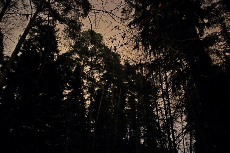 Вершины сосен на фоне тёмно-серого неба в ночном зимнем лесу