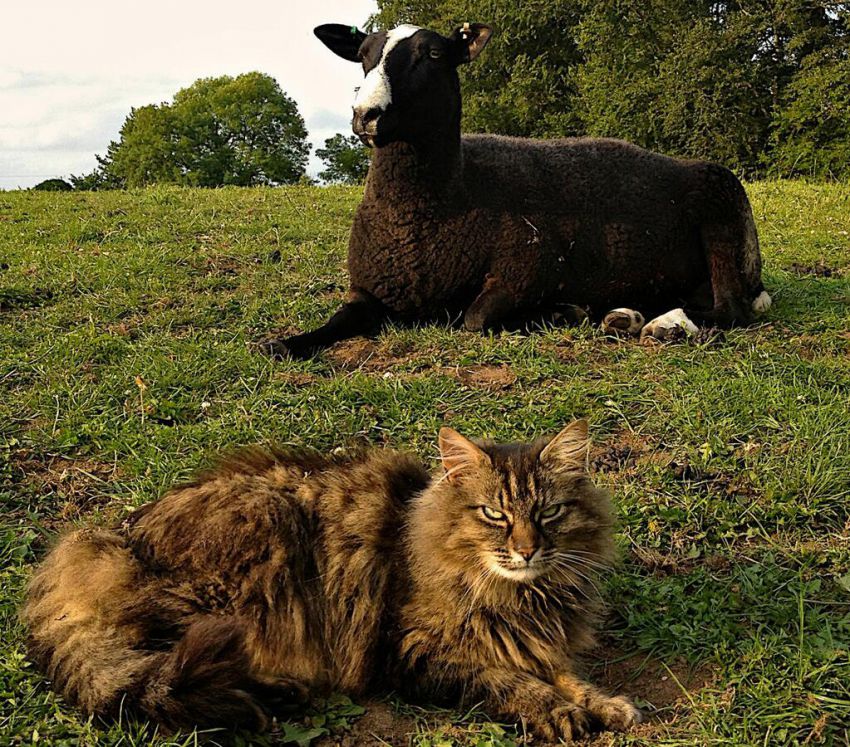 Кот пастух пасет овец
