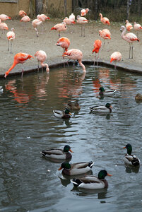фламинги с утками