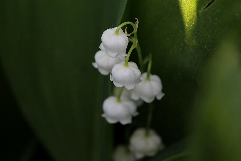 Белые колокольчики - цветки ландыша майского (Convallaria majalis) в тени, среди листьев и солнечных пятен