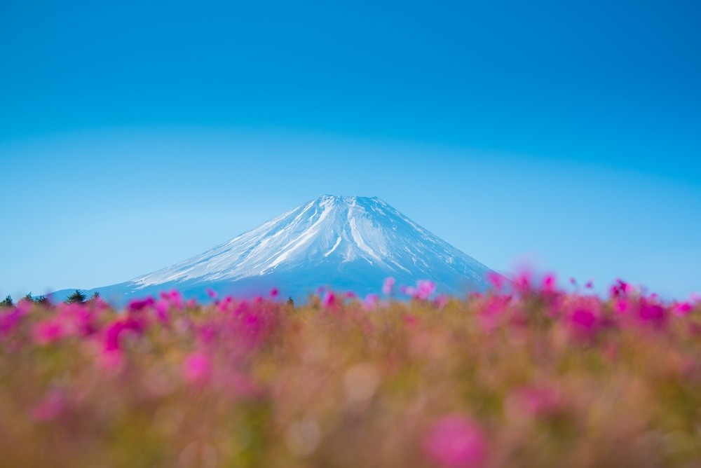 В Японии весной цветет не только сакура