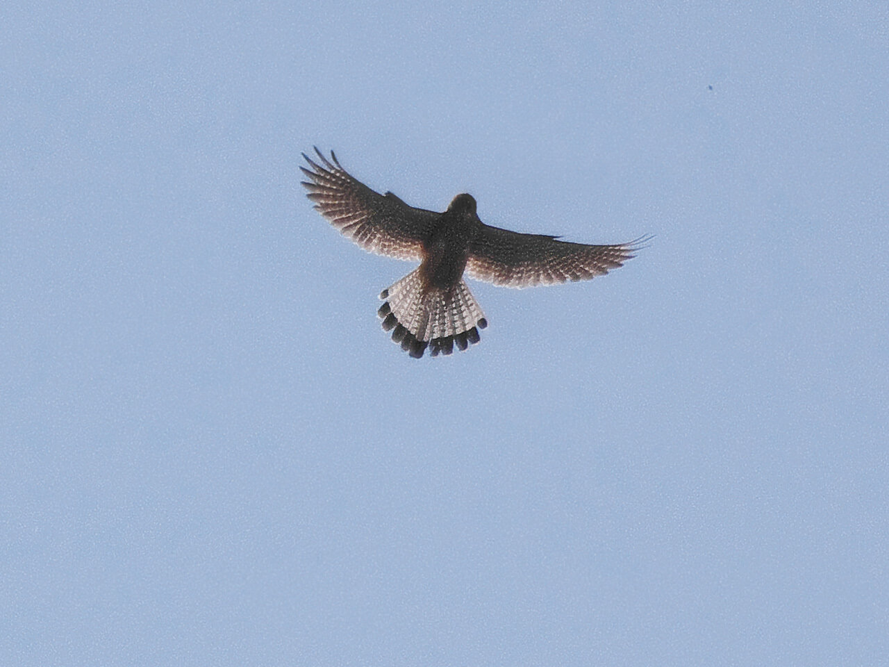 Обыкновенная пустельга (Falco tinnunculus). Автор фото: