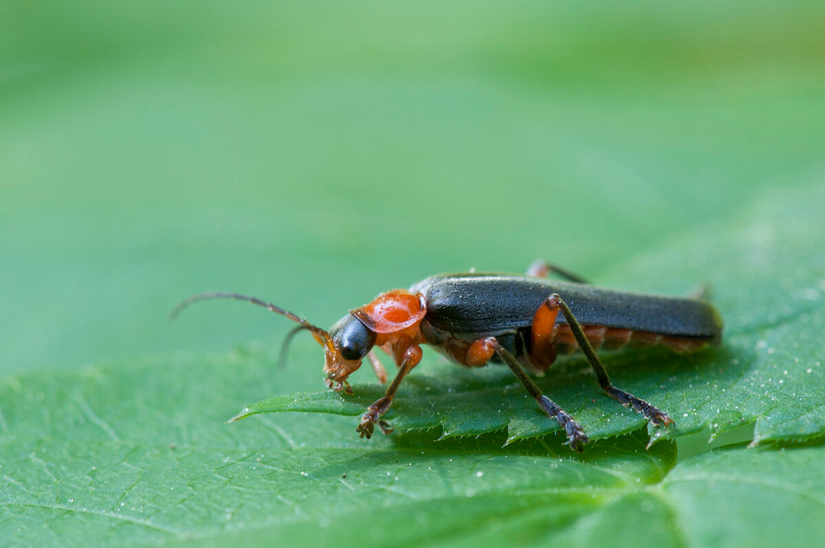 Мягкотелка яркая (Cantharis pellucida) Автор фото: Владимир Брюхов