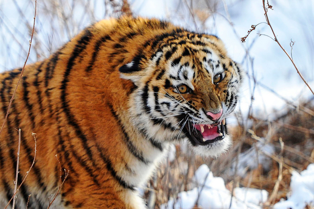 Дальний Восток — охотник выжил после схватки с тигром
