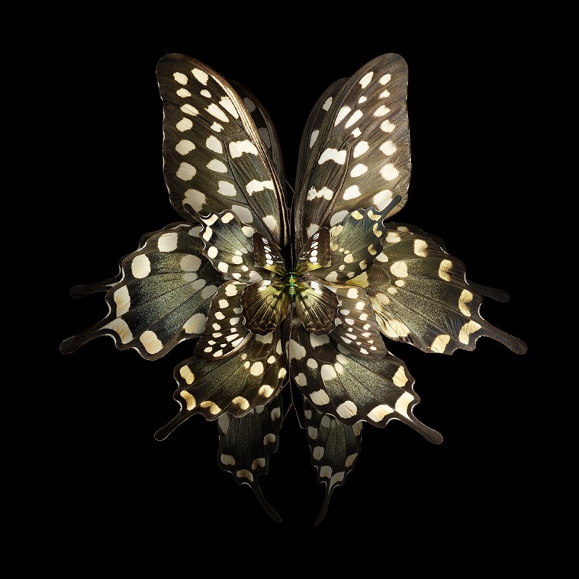 Имитация мимикрии. Цветы из крыльев бабочек (10 фото)