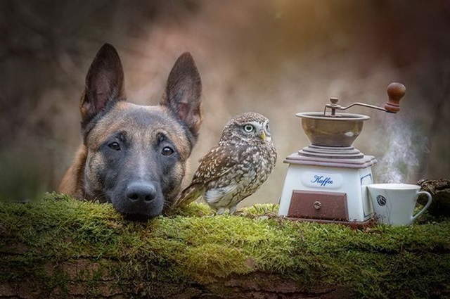 Фотографии дружбы совы и овчарки (Tanja Brandt) 