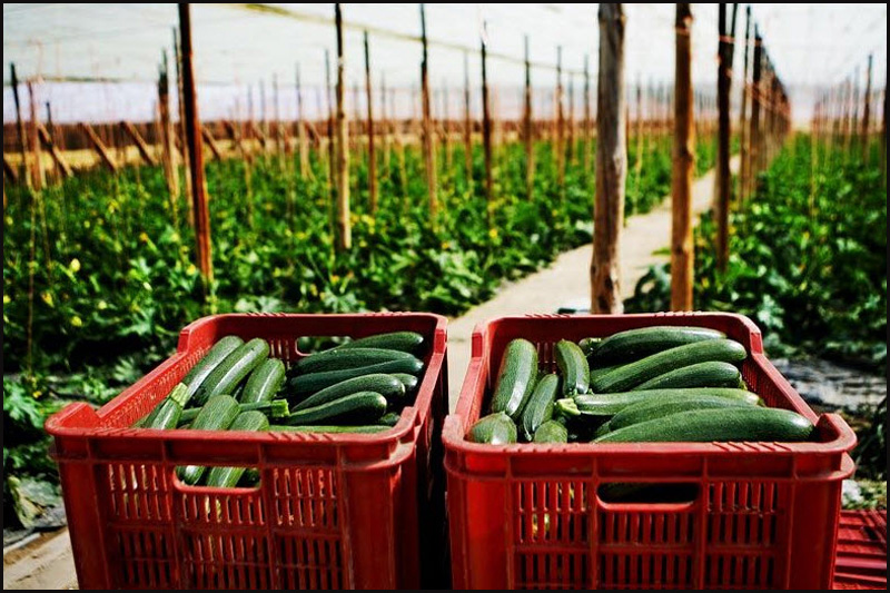 7. Альмерия – один из крупнейших в мире регионов по производству тепличных овощей. Каждый год здесь 