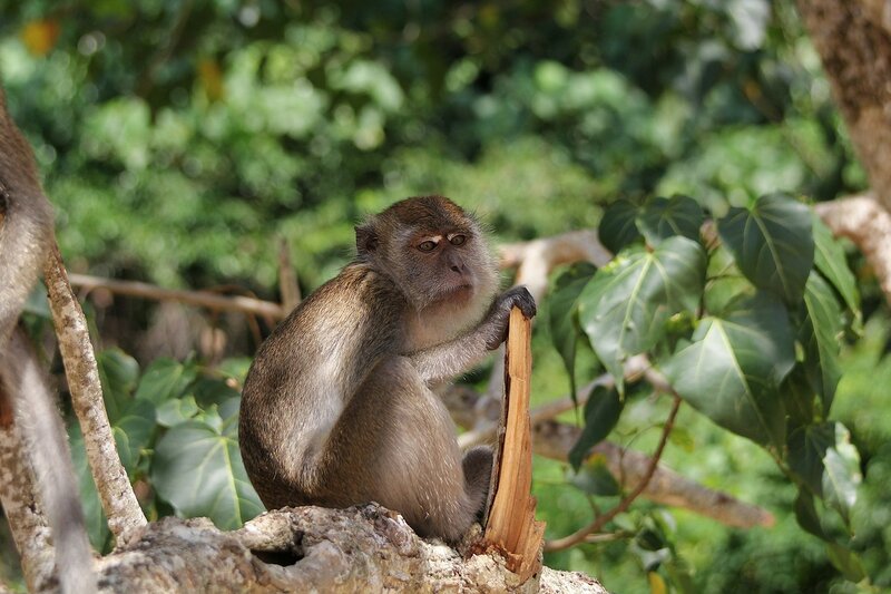 Длиннохвостый макак (яванский, макак-крабоед, Macaca fascicularis) на обезьяньей тропе с пляжа Ао Нанг на Pai Plong в Таиланде
