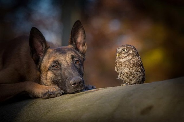 Фотографии дружбы совы и овчарки (Tanja Brandt) 