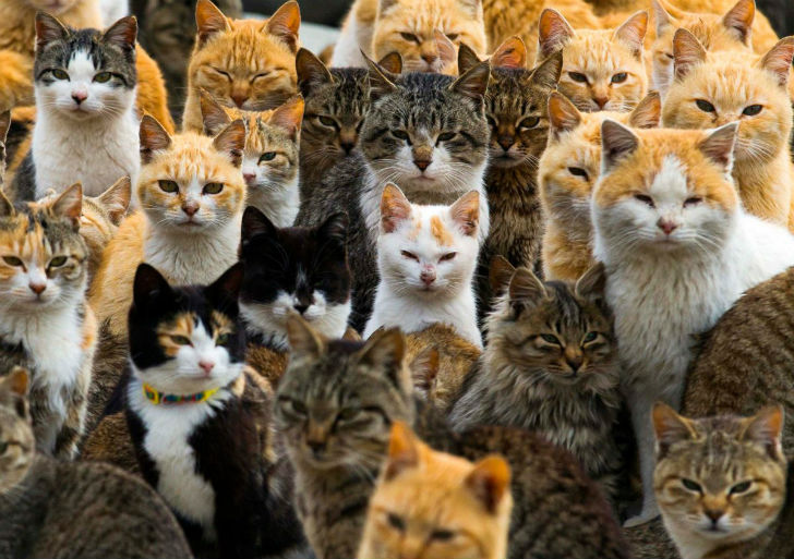 Кошки буквально захватили остров Аошима, численно превосходя местных жителей в шесть раз.