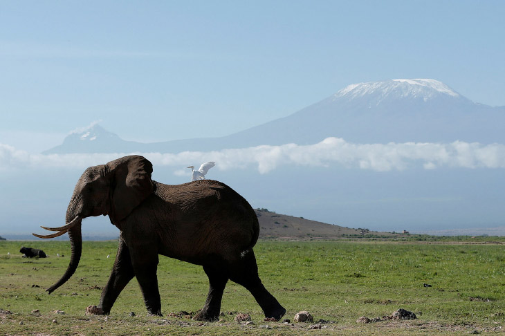 Национальный парк Амбосели в Кении (15 фото)