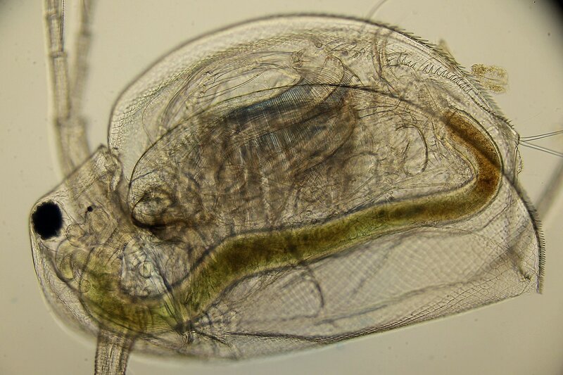 Большая дафния (лат. Daphnia magna, дафния магна) под микроскопом - мелкое ветвистоусое ракообразное, использующееся в биотестировании
