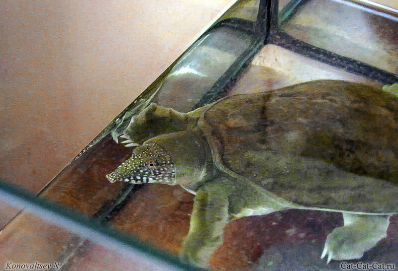 Дальневосточная черепаха (китайский трионикс)