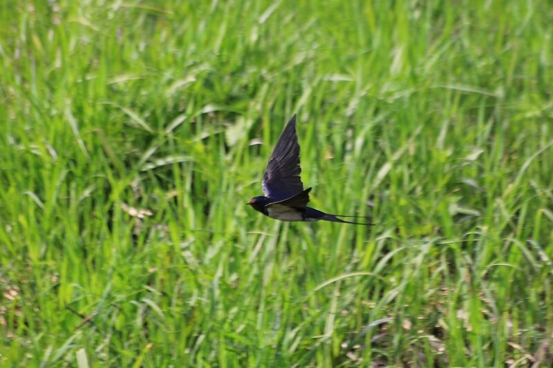 Полёт деревенской ласточки (Hirundo rustica) с темно-синей спинкой и ржавым горлом над долиной реки Мостовицы