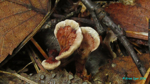 Гиднеллум ямчатый (Hydnellum scrobiculatum)  Автор фото: Кром Игорь