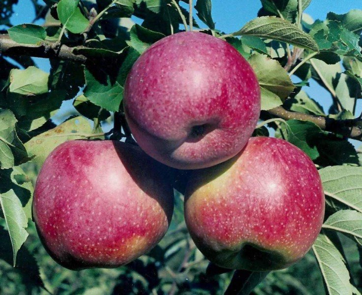 Исследование: постоянное употребление яблок полезно для здоровья сердца