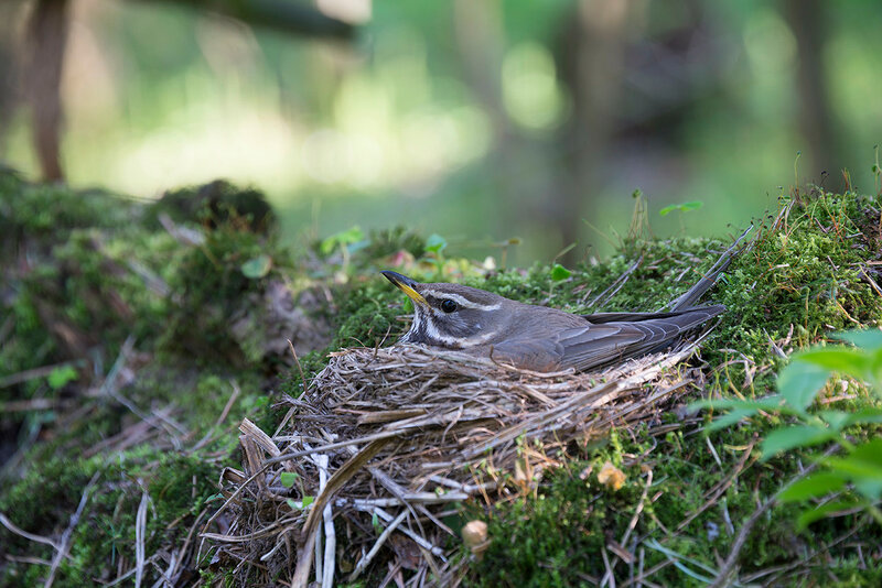 Гнездо дрозда-белобровика (Turdus iliacus) Автор фото: Владимир Брюхов