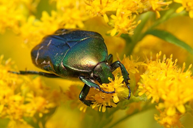 Крупный зелёный металлически блестящий жук бронзовка обыкновенная (Cetonia aurata) обедает нектаром на ярко-жёлтых цветах золотарника
