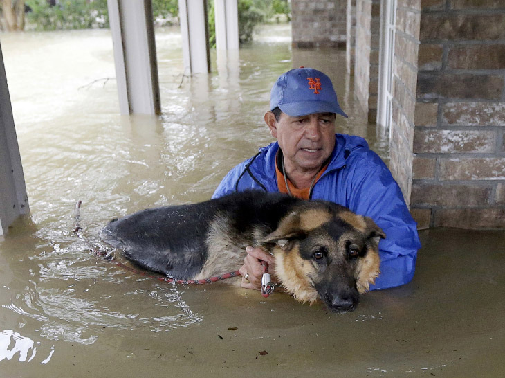  1. Хозяин тащит свою собаку, Хьюстон, 28 августа 2017. (Фото Jonathan Bachman | Reuters): 