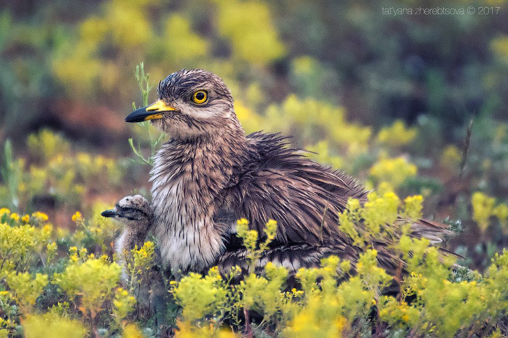   Фотографии и текст WildLife Photo   Авдотка — перелетная птица, зимует в Африке. Возвращаетс