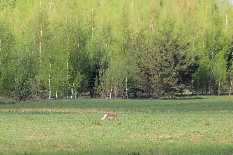 Крупный заяц-русак (лат. Lepus europaeus) бежит весной по полю в Яранском районе Кировской области