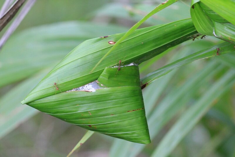 Гнездо муравьёв-ткачей (азиатский муравей-портной, Oecophylla smaragdina), свитое из листьев пальмы