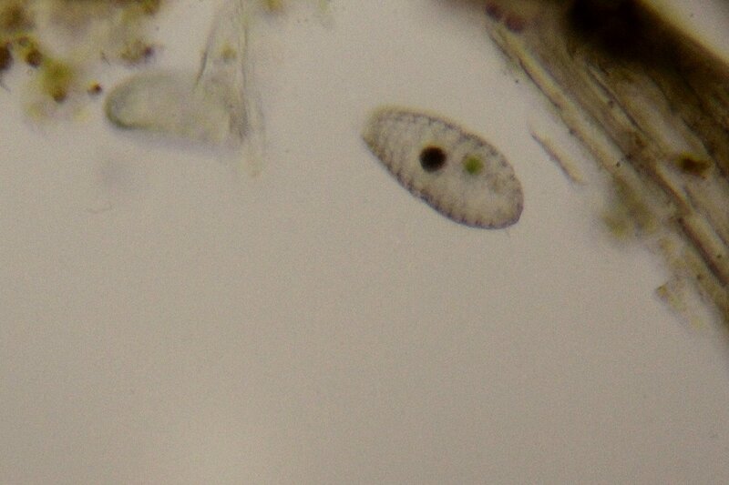 Пойманное в болотной воде простейшее под микроскопом, вероятно, инфузория (Ciliophora), возможно из парамеций (Paramecium)