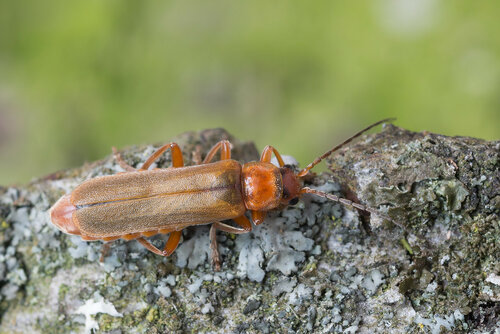 Мягкотелка рыжая (Cantharis rufa). Автор: Владимир Брюхов