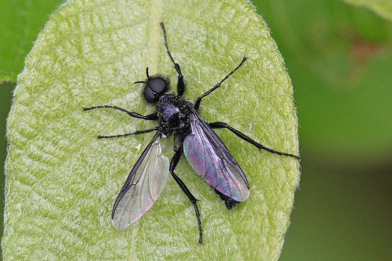 Муха чёрная, или муха апрельская, толстоножка Марка (лат. Bibio marci) из семейства Bibionidae (комары-толстоножки)