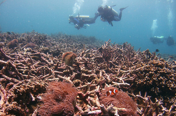 Divers swim above a bed of dead corals off Malaysia's Tioman Island in the South China Sea, 2008.