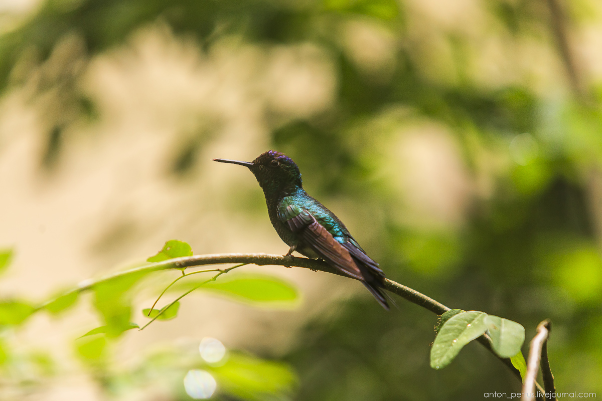 Парк птиц, Игуасу, Бразилия