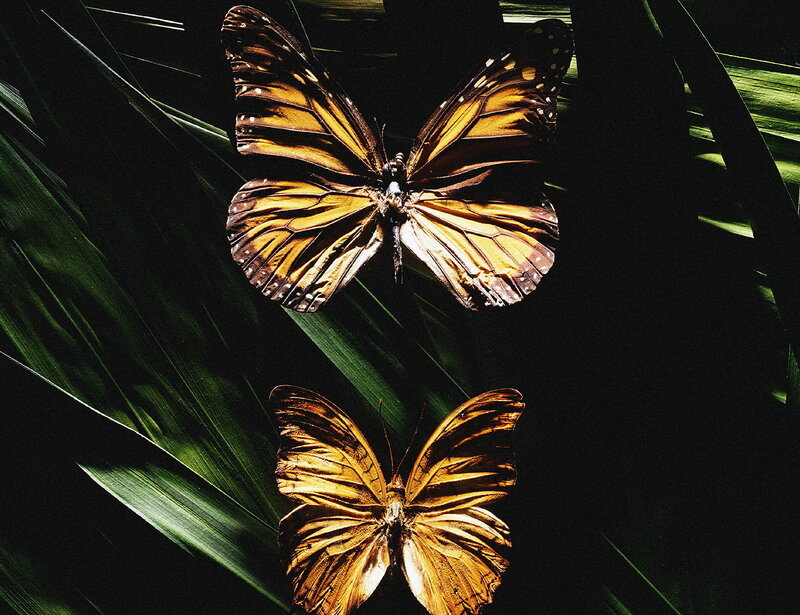 butterflys001