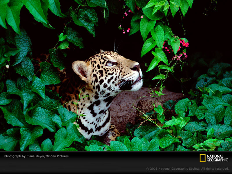 Jaguar in a rain forest
