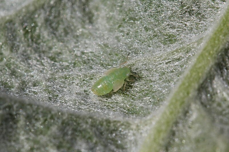 Тля светло-зелёного цвета с полупрозрачными зачатками крыльев сосёт сок из покрытого волосками яблоневого листа
