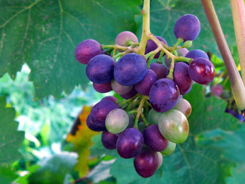 Лечение виноградом