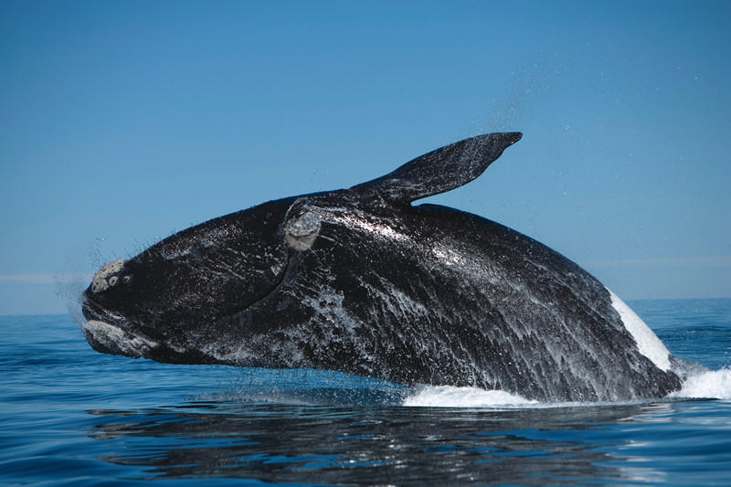 8. Японский кит Угроза существования японских китов заключается в их частом столкновении с кораблями
