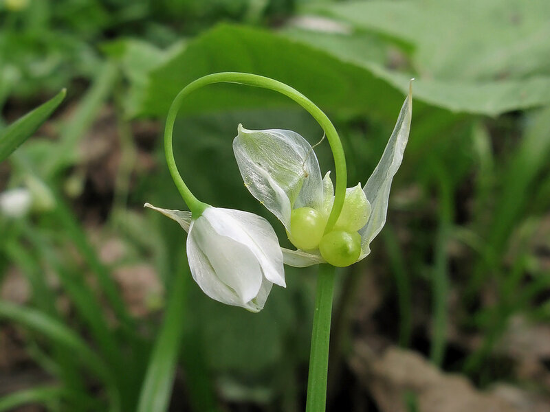 Лук странный - Allium paradoxum. Автор фото - Татьяна Светлова