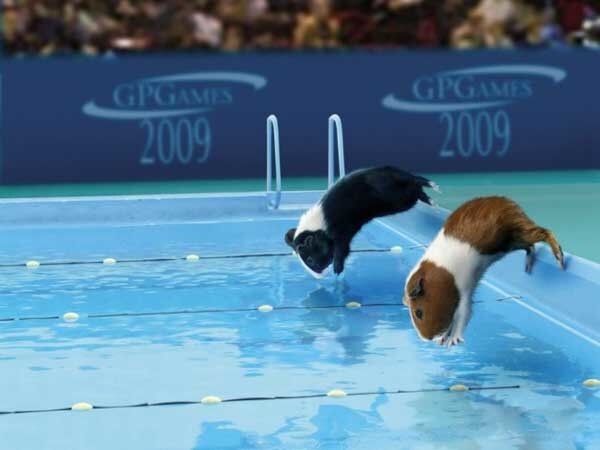 [Animal Olympics 06.jpg]